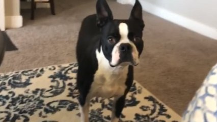 Doggo is overwhelmed with excitement when it's time to go outside