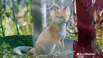 Have you heard of these wacky weather terms?