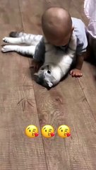 Cute ,beautiful cat love,baby video