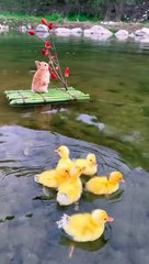 Cute rabit,chicks video