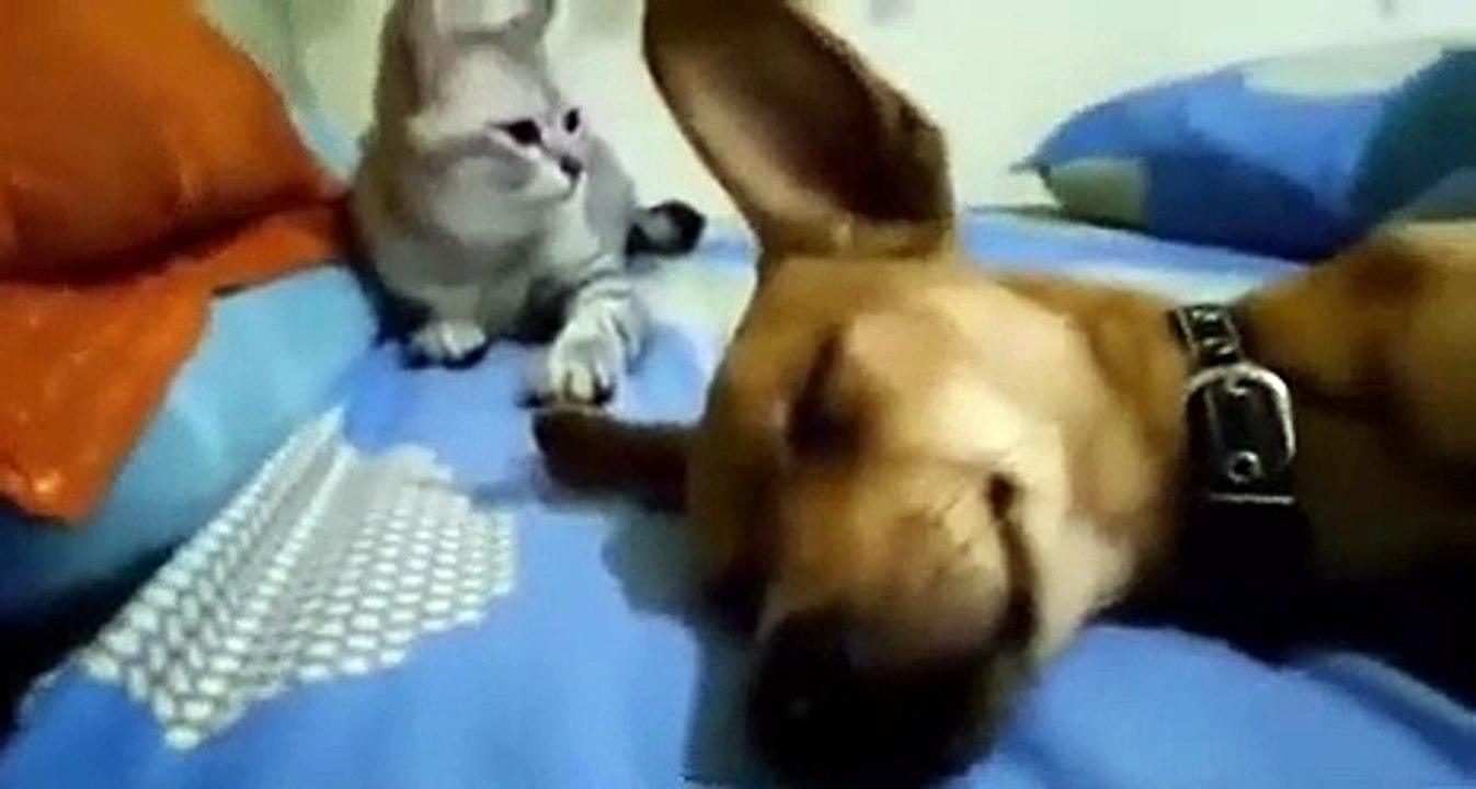 Regardez ce chien qui a pété devant son petit ami – REACTION DROLE