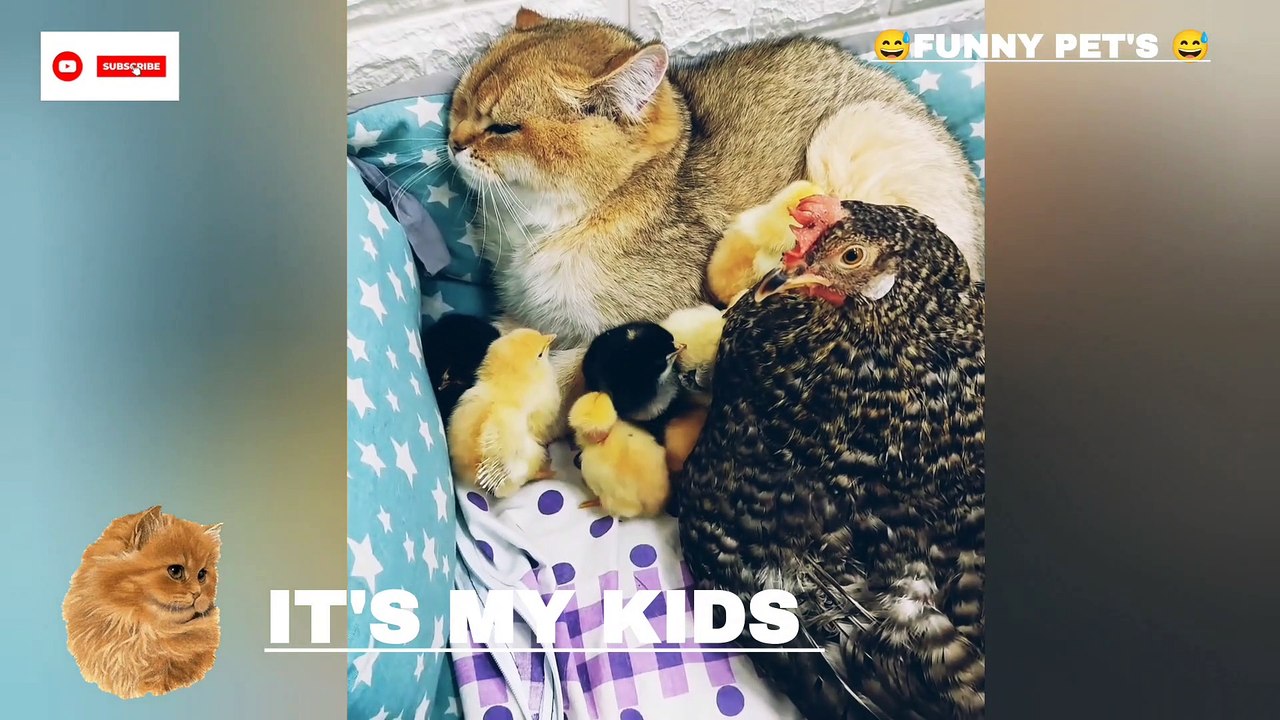 TRY NOT TO LAUGH CAT  cute animals  #cat #kitten #chiks #rat #tomandjerry #reelsinstagram #reelsvideo #viralvideos #trending #traveltheworld #amazing #travel #explore #foryou #instagram