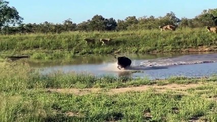 Wildebeest Courageous Fights With Fierce Lions For Life - Survival Battle - Wild Animal Attack