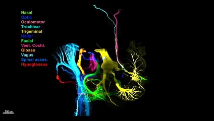 Analyse 3D du développement des nerfs crâniens humains
