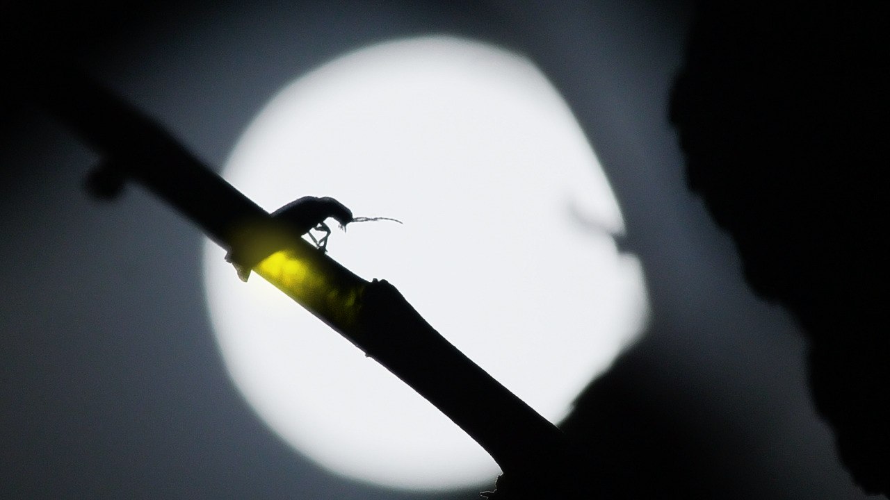 Great Smoky Mountains National Park Announces Dates For World-Famous Synchronous Firefly Display