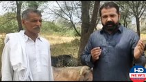 Kharian: Brave An Old Man Caught the Thieves | hd news kharian | kharian news #hd news #hdnews
