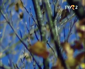 Matilda Pascal Cojocarita - Ma-ntreaba barbatul iara