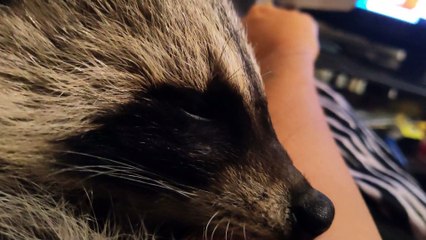 Raccoon Purrs While Cuddling With Caretaker