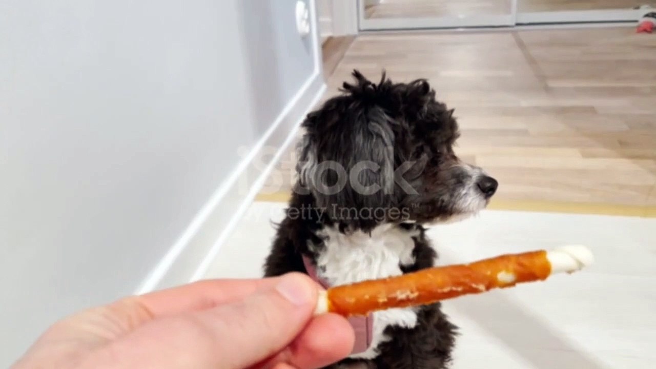 Dog training