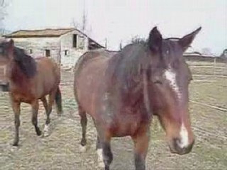 Mes chevaux