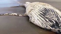 Baleia-jubarte bebê é encontrada morta no litoral Sul de SC