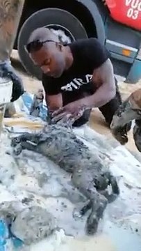 Cães resgatados de areias movediças em Corroios