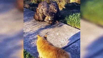 30 Dangerous Birds You Should Run Away From