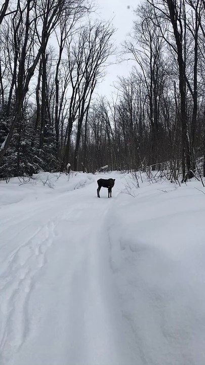 Moose Calf Encountered on Trail