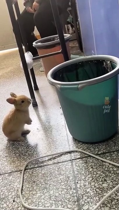 Funny animal