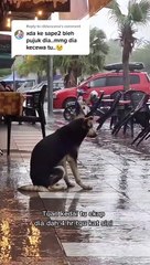 Perrita se reencuentra con su dueña tras esperarla 8 meses afuera de una tienda