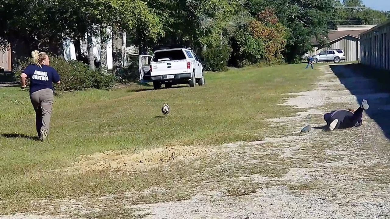 Pig Evades Animal Control Sending Officer Face First Into Dirt | Wild-ish TV