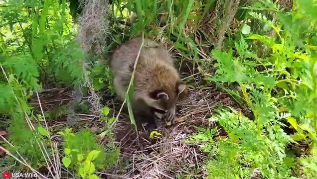 CRAZY Moments Of Racoons Chasing And Attacking Animals Pet Spot