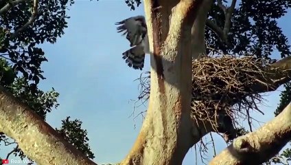 MOST CRUEL Hunting Moments of Eagles   Pet Spot