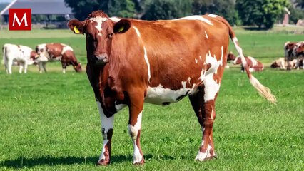 Hombre muere aplastado por una vaca