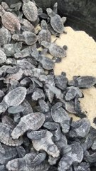 Soltura de tartarugas marinhas na orla de Caucaia