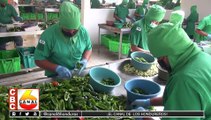 El chile jalapeño que se exporta de Honduras se destaca en los Estados Unidos