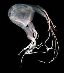 South Cronulla Jelly - 250423 -4k