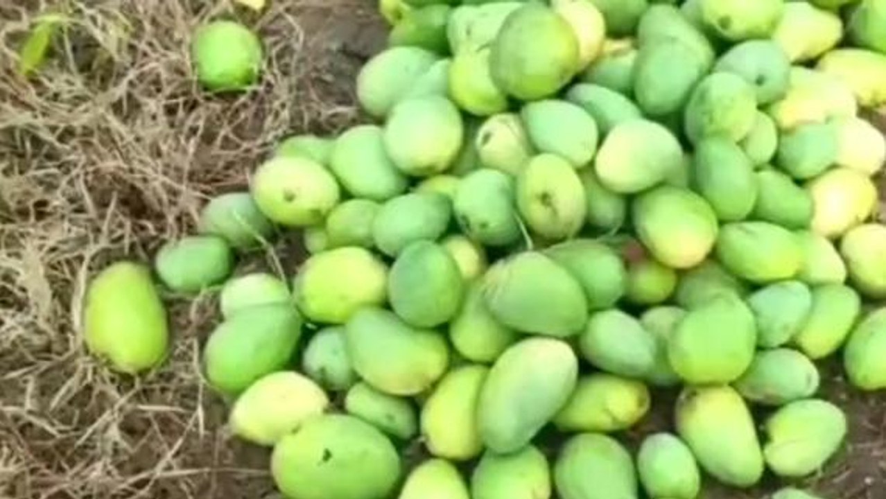 జగిత్యాల: 32 వేల ఎకరాల్లో మామిడి పంట నష్టం
