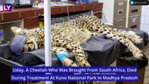 Uday, Cheetah Brought From South Africa, Dies At Kuno National Park In Madhya Pradesh; Second In A Month