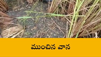సంగారెడ్డి: వడగండ్ల వాన మిగిల్చిన కన్నీరు..!
