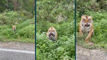 Viral video: जिप्सी पर सवार होकर पर्यटक कर रहे थे सफारी, बाघ ने किया हमला, फिर जो हुआ....