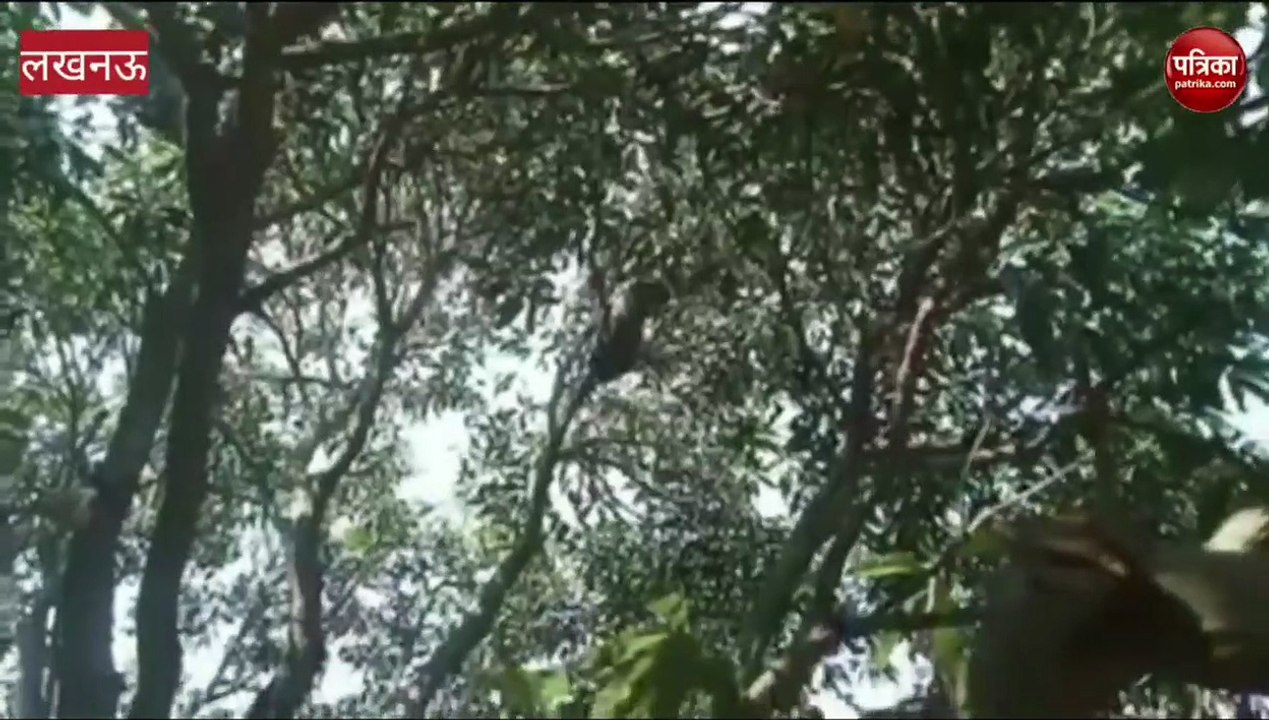 लखनऊ बंथरा के लीलाखेड़ा गांव में पंहुचा तेंदुआ हिंदी न्यूज़