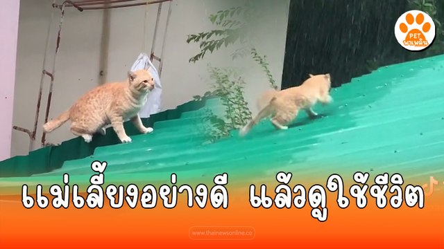 ถ้าจะใช้ชีวิตแบบนี้ แม่บอกเอาไปเลย 99999 ชีวิต