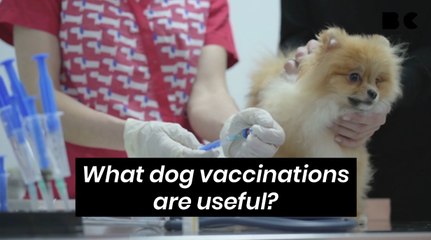 What dog vaccinations are useful?