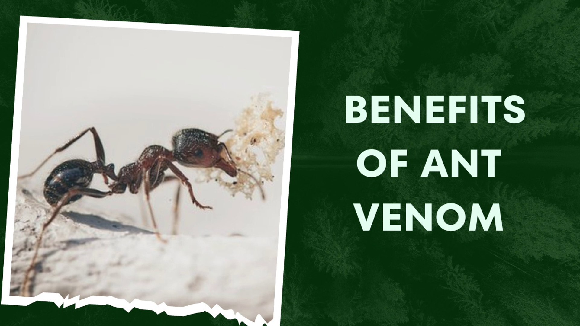 Ant Venom Benefits  