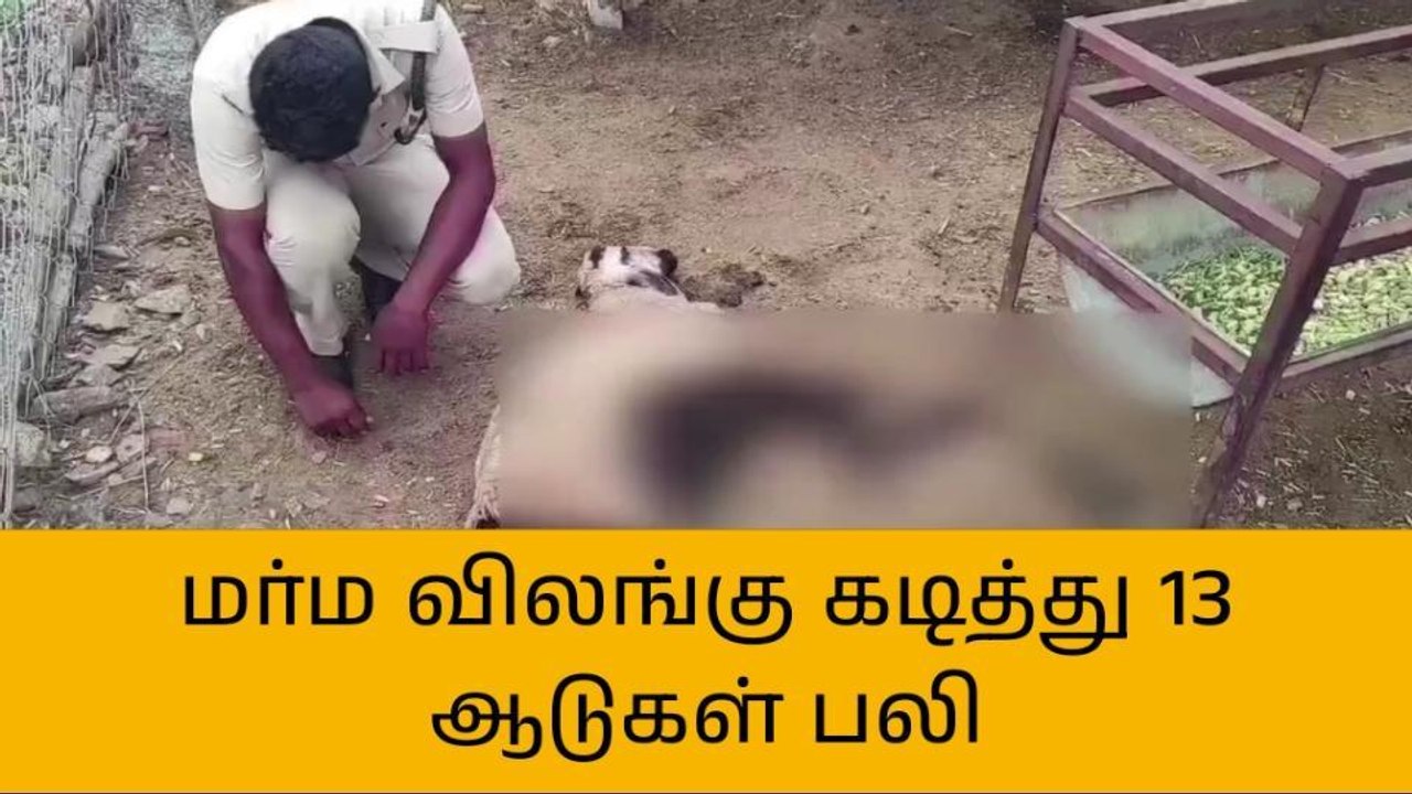 கள்ளக்குறிச்சி:மர்ம விலங்கு கடித்து 13 ஆடுகள் பலி-விவசாயிகள் பீதி!