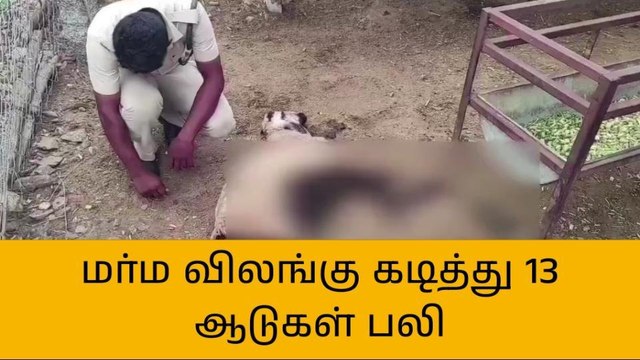 கள்ளக்குறிச்சி:மர்ம விலங்கு கடித்து 13 ஆடுகள் பலி-விவசாயிகள் பீதி!