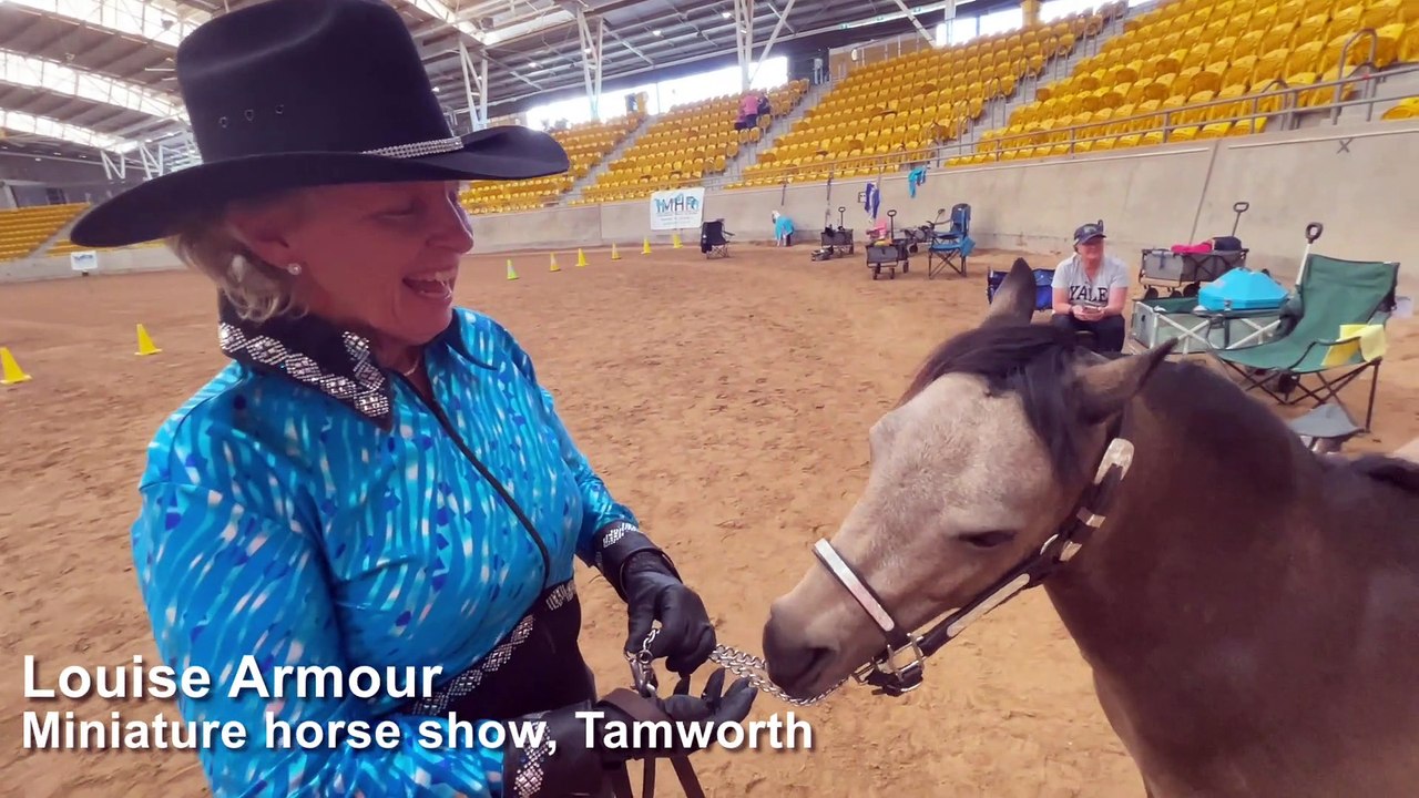 Miniature horse show, Tamworth. Video by Rachel Gray for ACM video