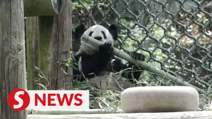 Giant panda Ya Ya returning home