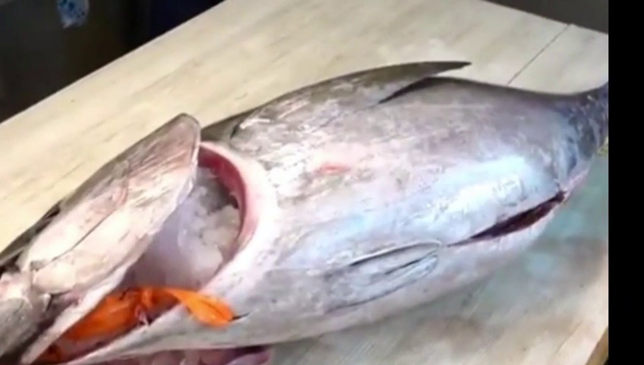 giant tuna fish cutting skill video Dailymotion