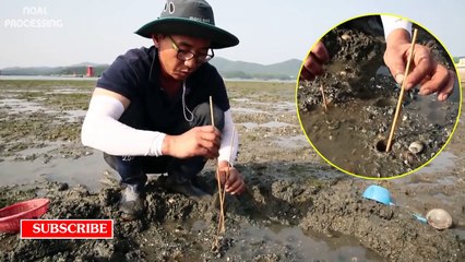 Mantis Shrimp Farm and Harvest - Strange Aquaculture SeaFood Harvesting