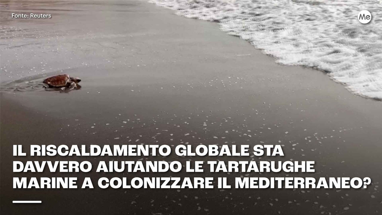 Il riscaldamento globale sta davvero aiutando le tartarughe marine a colonizzare il Mediterraneo?