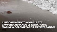 Il riscaldamento globale sta davvero aiutando le tartarughe marine a colonizzare il Mediterraneo?