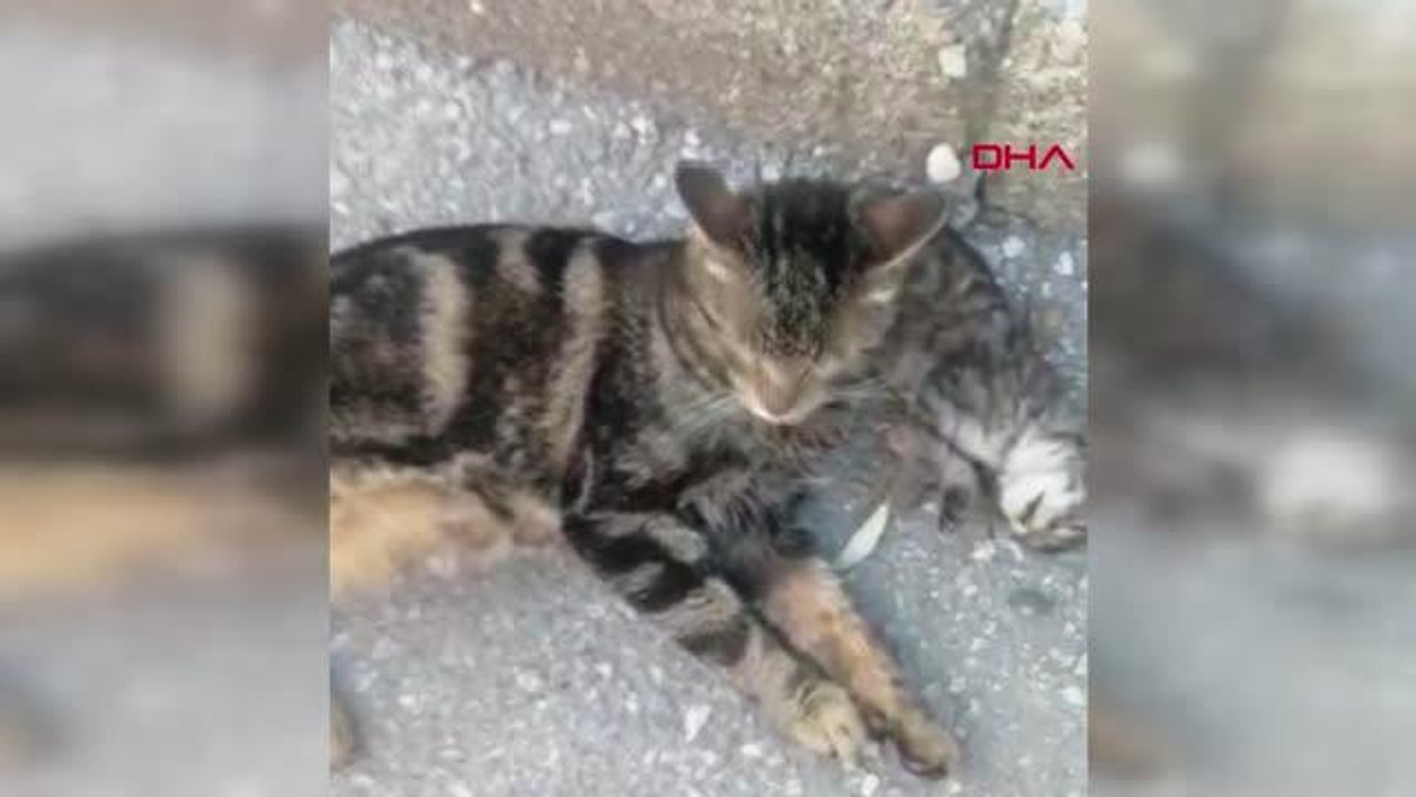 ANNE KEDİ, ÖLEN YAVRUSUNUN BAŞINDAN SAATLERCE AYRILMADI