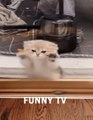 Funny Cats and Dogs Videos and Funniest Animal Videos 2023 part3