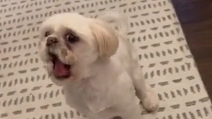 This puppy is giving us serious exorcism vibes with his demonic bark