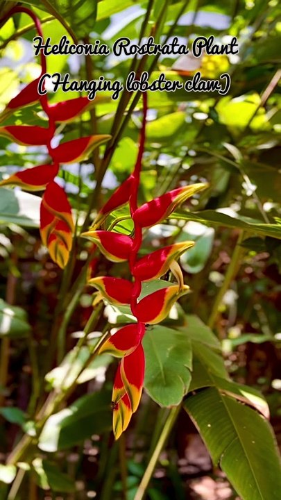Hanging Lobster Claw