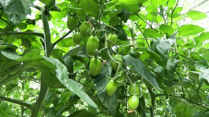 [녹색] '쓴맛 토마토' 전량 폐기..."이제 마음 놓고 드세요" / YTN