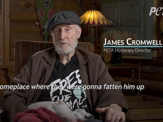 James Cromwell, star de Babe, sauve un porcelet et recréé une scène du film culte pour la PETA