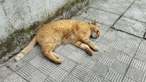 Ecco Pascià, il gatto vip che spopola al Passetto di Ancona